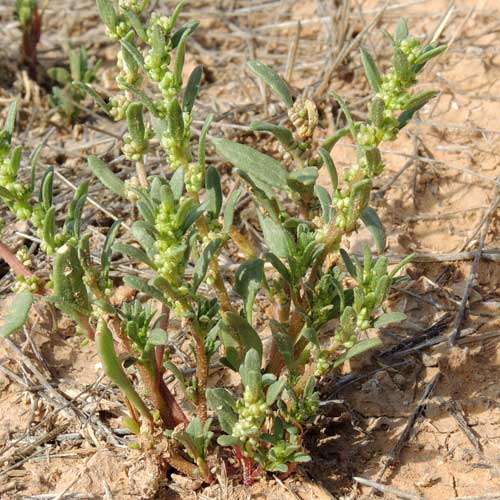 Nutall's Povertyweed, Monolepis nuttalliana, photo © by Michael Plagens