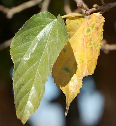 Chinese Mulberry, Morus alba, photo © by Michael Plagens