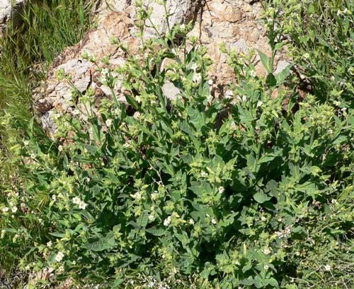 Nicotiana obtusifolia photo © by Stan Shebs