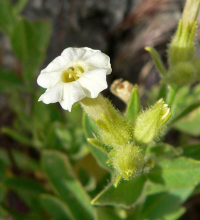 Nicotiana obtusifolia photo © by Mike Plagens