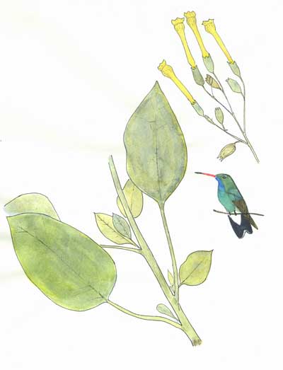 Watercolor of Nicotianna glauca copyright by Michael Plagens
