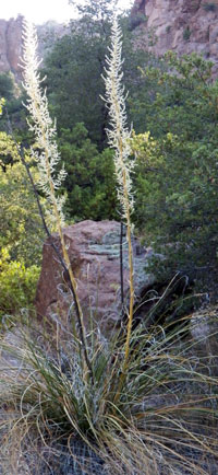 Nolina microcarpa, photo © by Mike Plagens