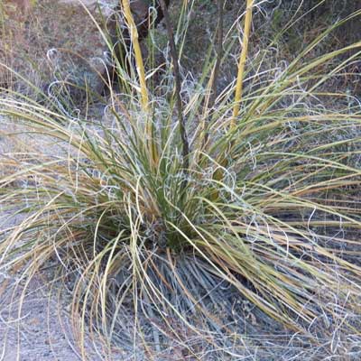 Nolina microcarpa, Beargrass, photo © Mike Plagens