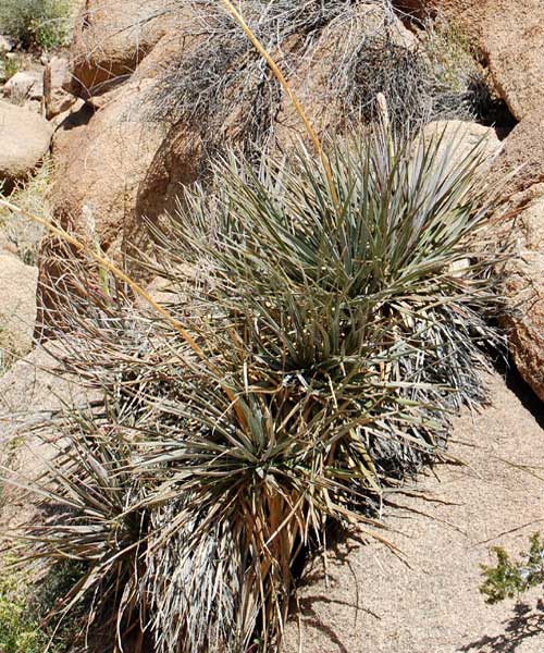 Nolina Parryi, Parry's Beargrass, photo © Mike Plagens