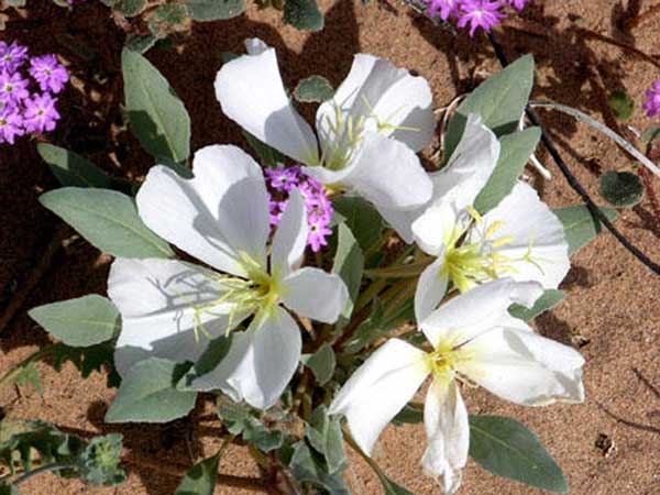 Oenothera deltoides Photo © by Steve Ganley