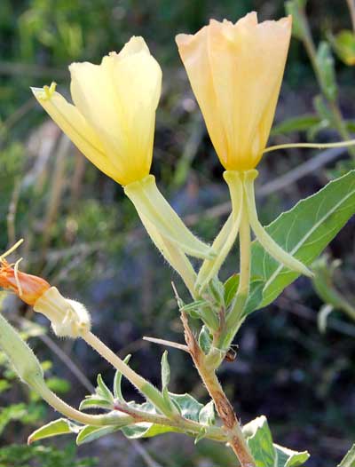 Oenothera elata photo © by Michael Plagens