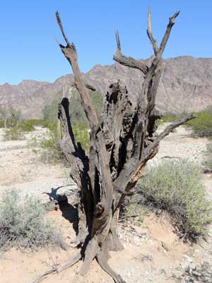 wood of dead Desert Ironwood, Olneya tesota, © by Michael Plagens