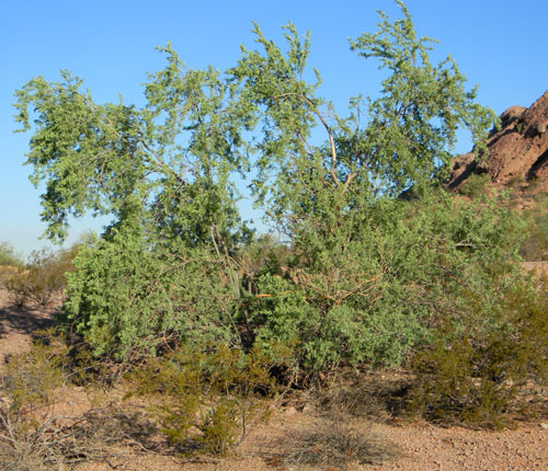 Habit of Desert Ironwood, Olneya tesota, © by Michael Plagens