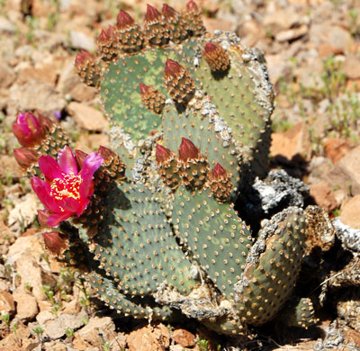 Beavertail Cactus, Opuntia basilaris, photo © by Michael Plagens