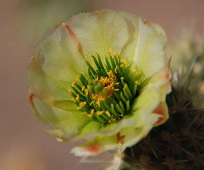 Cylindropuntia bigelovii flower photo © by Michael Plagens.