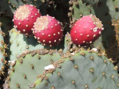 Ripe fruit of Opuntia chlorotica photo © by Michael Plagens