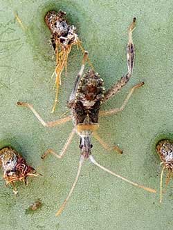 Narnia bug on Opuntia chlorotica photo © by Michael Plagens