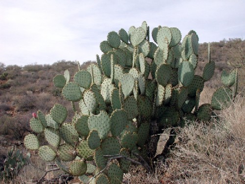 Opuntia chlorotica photo © by Michael Plagens