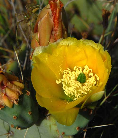 Engelmann Prickly-pear, Opuntia engelmannii, photo © by Michael Plagens