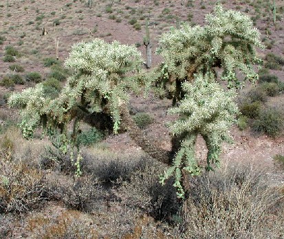 Cylindropuntia fulgida photo © by Michael Plagens