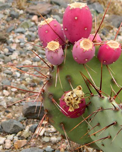 Red fruits of Brown-spine Prickly-pear, Opuntia phaeacantha, photo © by Michael Plagens