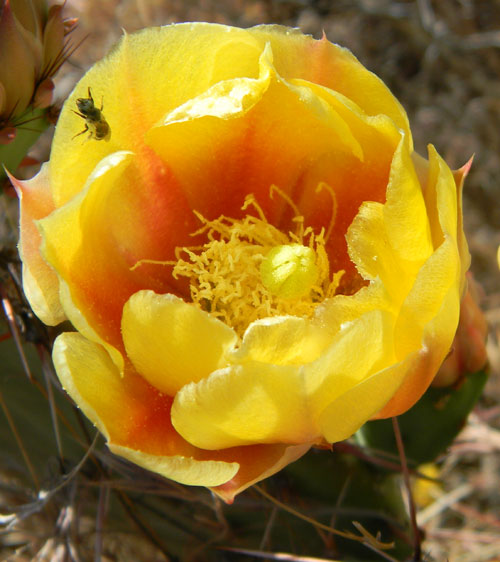 Brown-spine Prickly-pear, Opuntia phaeacantha, photo © by Michael Plagens