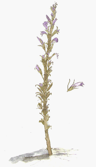 Orobanche cooperi, Watercolor Illustration © by Michael Plagens