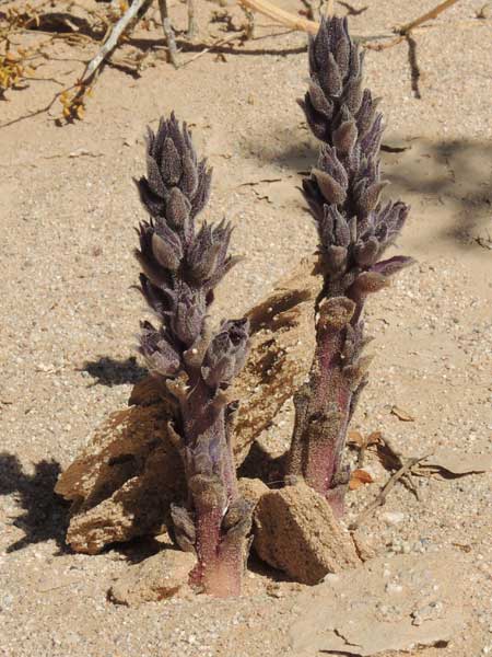 Orobanche cooperi, Watercolor Illustration © by Michael Plagens