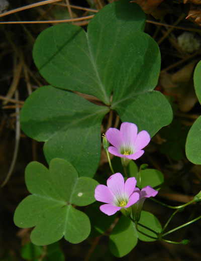 Alpine Woodsorrel, Oxalis alpina, photo © by Mike Plagens