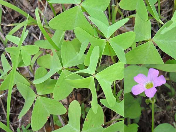 Broad-leaf Wood-Sorrel, Oxalis latifolia, photo © by Michael Plagens