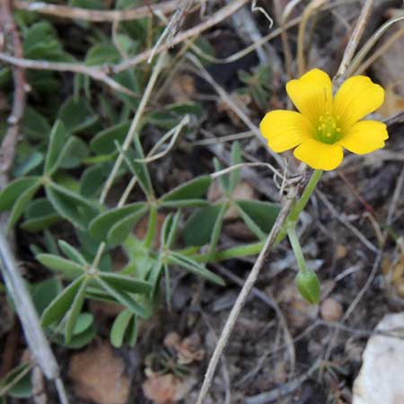 Oxalis stricta photo © by Mike Plagens