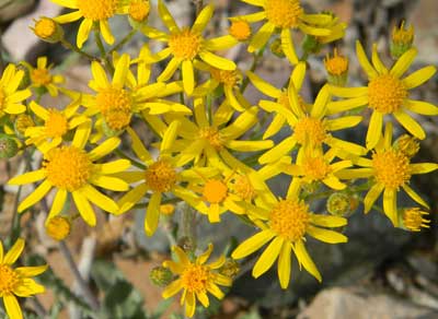 New Mexico Groundsel, Packera neomexicana, © by Michael Plagens