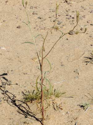 Palafoxia arida photo © left by Michael Plagens