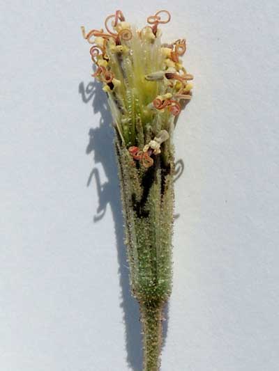 Palafoxia arida photo © left by Michael Plagens