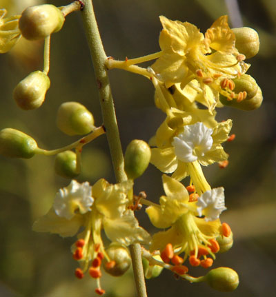 flowers appear in late April and Early May; photo © M. Plagens