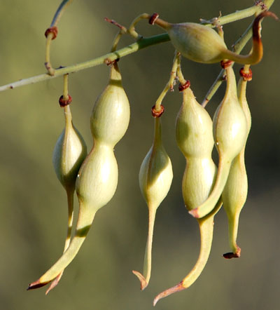 ripening seeds of Foothill Palo Verde, Parkinsonia microphylla, © by Michael Plagens