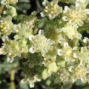 Mariola inflorescence, Parthenium incanum photo © by Michael Plagens