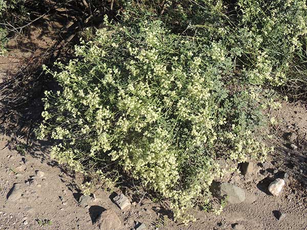 Mariola, Parthenium incanum, photo © by Michael Plagens