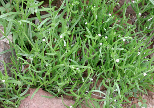 dense mat of small Arch-nutted Comb Bur, Pectocary recurvata