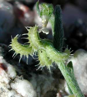 four nutlets of Arch-nutted Comb Bur, Pectocary recurvata