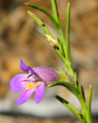 Toadflax Penstemon, Penstemon linarioides, photo © by Michael Plagens