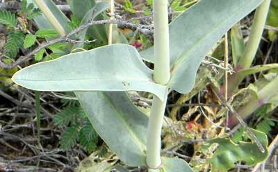 Leaves of Penstemon parryi are opposite on the stem, i.e. two leaves at each node.