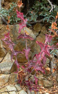 Autumn leaves of Penstemon pseudospectabilis photo © by Michael Plagens