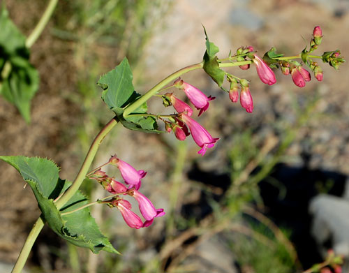 Inflorescence of Penstemon pseudospectabilis photo © by Michael Plagens