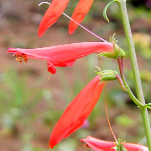 Beard-Lip Beard-tongue, Penstemon barbatus, photo © by Mike Plagens