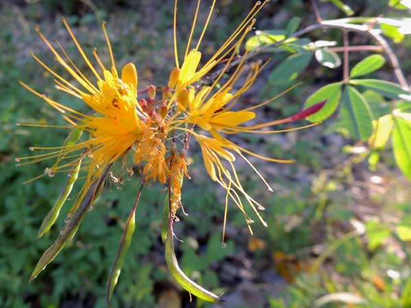 Jones Spiderflower, Peritoma jonesii, © by Michael Plagens