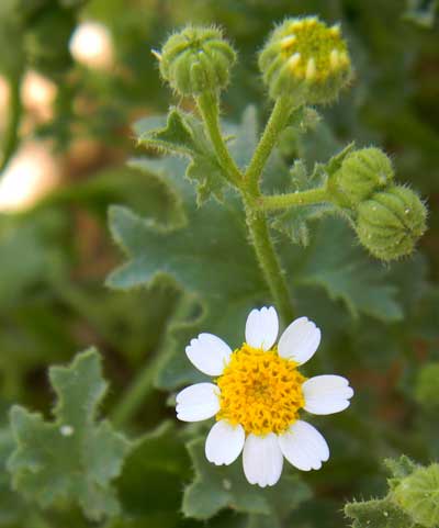 Rock Daisy, Perityle emoryi, photo © by Mike Plagens