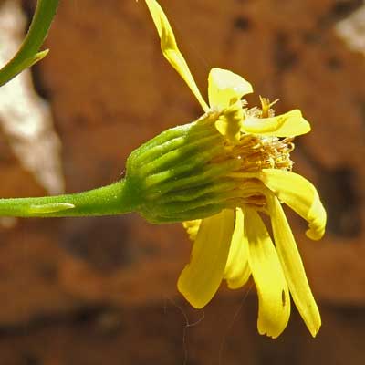 inflorescence of Perityle gilensis