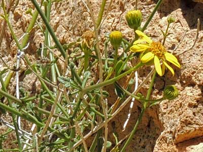 Gila Rock Daisy, Perityle gilensis, photo © Michael Plagens