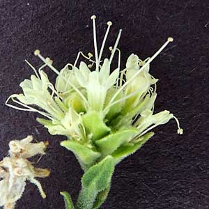 white flowers of the Sandpaper Plant, Petalonyx thurberi, by Michael Plagens