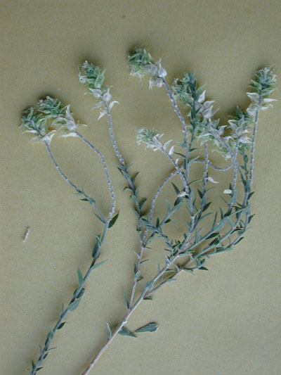 Sandpaper Plant, Petalonyx thurberii photo by Michael Plagens