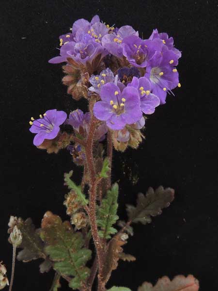 Phacelia crenulata photo © by Michael Plagens