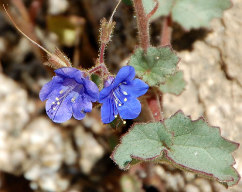 Desertbells, Phacelia campanularia, photo © by Michael Plagens