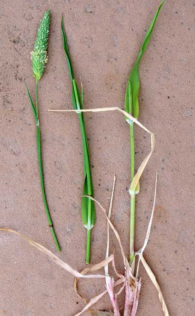 Little-seed Canary Grass, Phalaris minor, image © by Michael Plagens