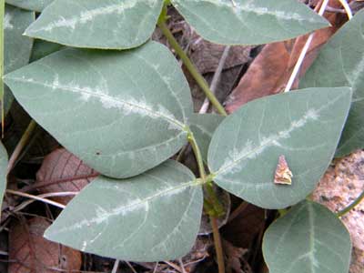 Compound Leaf of Sta. Rita Mountain Bean, Phaseolus ritensis, copy; by Michael Plagens